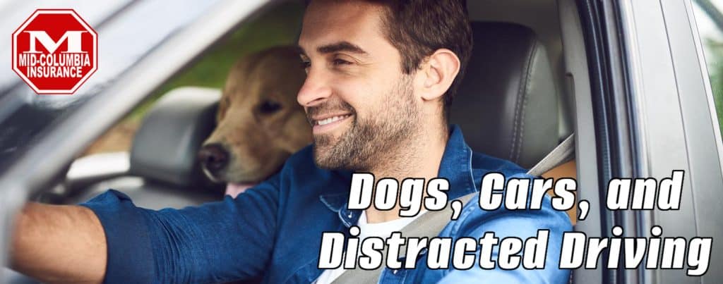 Dogs Cars Distracted Driving - handsome young man taking a drive with his dog in the backseat