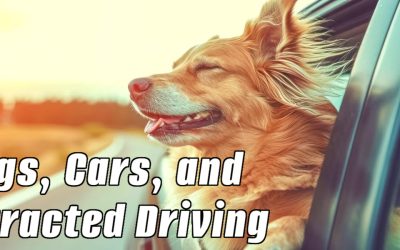 Dogs, Cars, and Distracted Driving